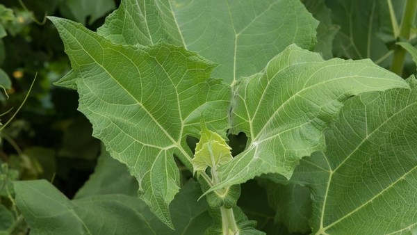 Daun Insulin / Yakon