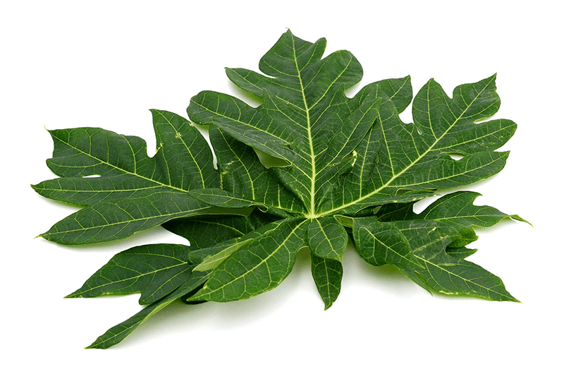 Daun Pepaya