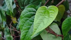 Daun Sirih