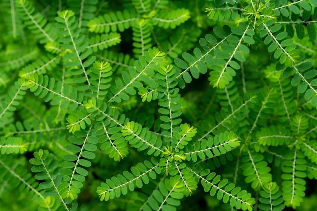 Meniran